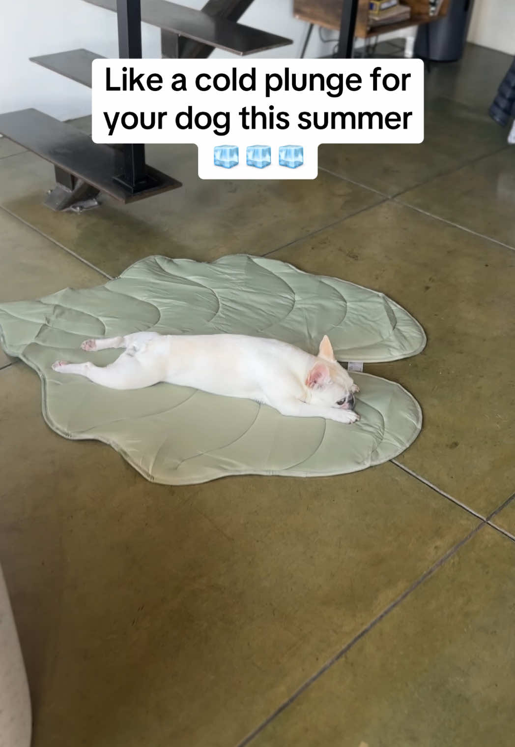 Not sure how it works but wow! It stays so cold. #frenchie #dogsoftiktok #coolingmat #staycool #summerheat #tiktokshopsummerturnup #dealsforyoudays 