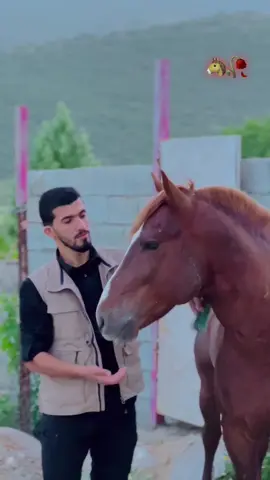 #رئكاني_ناسناما_مه_يه_❤️‍🔥👑 #سيريئ🦅🖤_شيلادزئ❤️🌏👑 🐴🥀💔