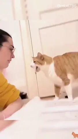Try not to laugh 😂😂😂#funny #funnyanimals #cuteanimals #pet #cats #fyp 