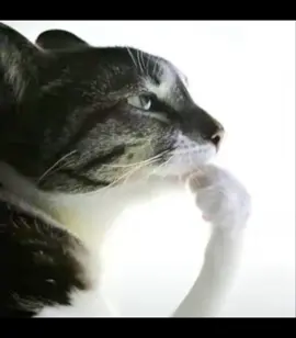 Pondering cats #viral #tiktok #chillgato #fyp #cat #ponder #think #fypシ 