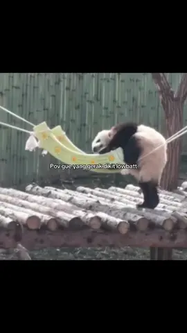 Kyknya dulu gue tuh panda deh #panda #pandas #pandababy #animals #hewanlucu #pov #mager #rebahan #lowenergy #introvert #capek #core #bayilucu #ngakak #soundviral #fyp 