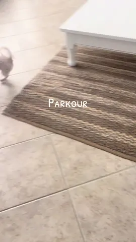 #theoffice #parkour #fyp #marcoisland #zoomies #dogsoftiktok 