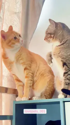 My dramatic cat.#cats #cutecats #foryou #funnytiktok #funnyvideos #usa #funnyanimals #fypシ #cute #funnycat #catlover #funnypets #viral #funny 