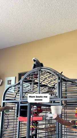 Hit those Bad Birds vocals, framed mum, apologized… 10/10 performance if you ask me. 🐦✨ #parrot #funnyparrot #talkingparrot 