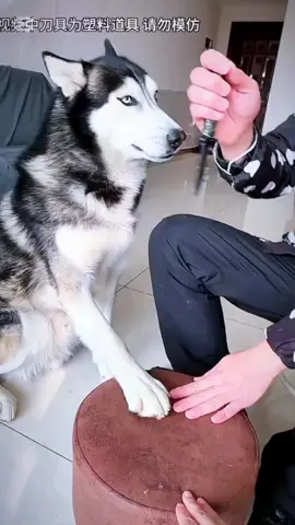 #dog #man #funnydogs #fyp 