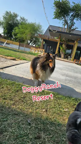 Book your doggy boarding today! #boarding #baths #rgv956 #doggyranch 