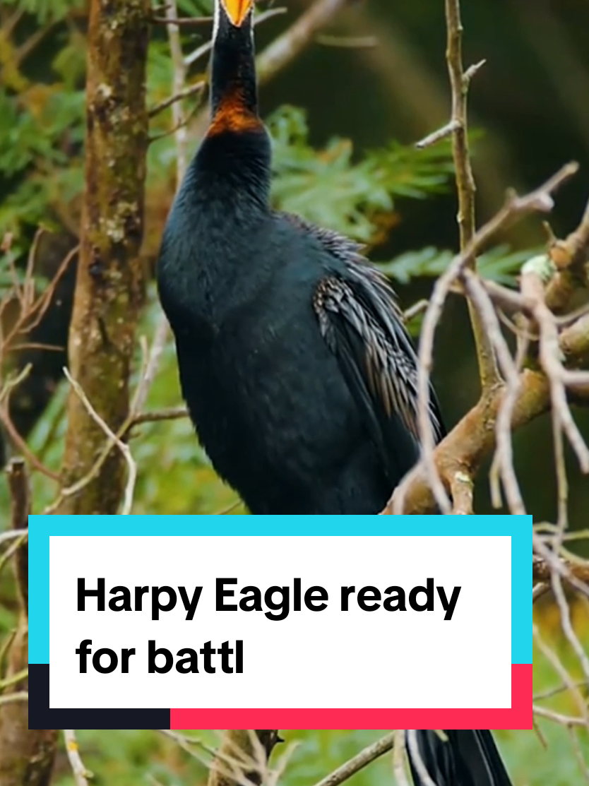 Part 5 | Harpy Eagle ready for battle  #harpyeagle #eagle #evil #battle #predator 