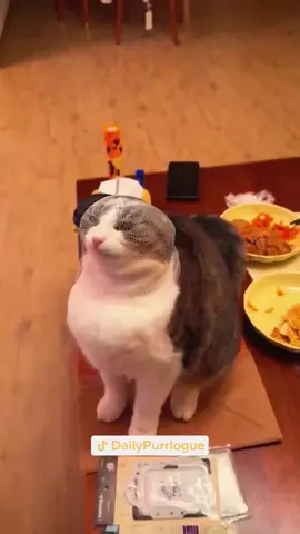 #cat #catsoftiktok #catlovers #cats #funnycats #catlover #funnycat #fyp 