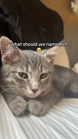 top choices alr: margiela, persian, stormy🥹 #kittentok #catsoftiktok #kittenrescue #PetsOfTikTok #fypage #fyppppppppppppppppppppppp 