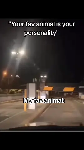 They're so silly and adorable #owl #owls #animal #viral #fypシ #fyp #for #foryou #foryoupage 