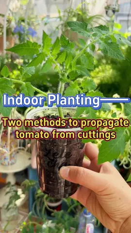 #garden #gardening #homegarden #plants #plantcare #plantcaretips #gardenproject #planting #gardening101 #gardeningtips #plantpropagation #propagate #propagateplants #tomato #tomatoplants 