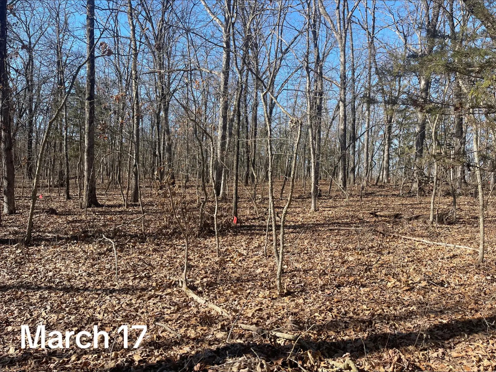 Back in March I came in with a chainsaw to open up and create this new food plot to help create more diversity on this big woods property. We got the seed in well before the tree canopy filled in to allow for as much sunlight as possible and this hidden food plot is doing exceptionally well.  This hidden plot is part of a larger plan for this property and is created to not only enhance deer movement, but it’s also set up in a manner that doesn’t negatively affect the access and hunting throughout the rest of the property.  It’s very important to have a plan before embarking on major projects! @renovoseed  #whitetailhabitat #foodplot #whitetailconsulting #deerhabitat #habitatimprovement #deehunting #landstewardship