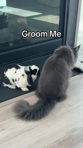 Denzel’s different methods of being groomed by his cat siblings #bunnies #bunniesandcats #cats #hollandlop #freeroambunny 