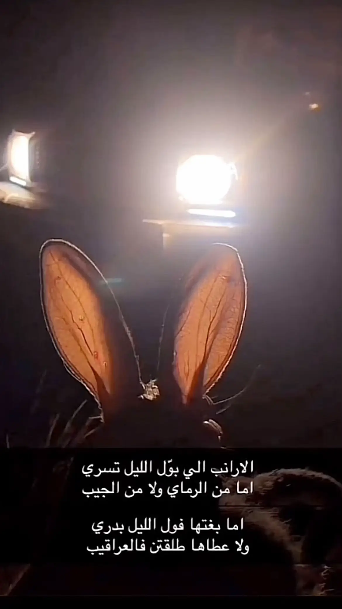 مقناص #ارانب #خيبر _الحفيره _المدينه_المنورة #لايك__explore___ #