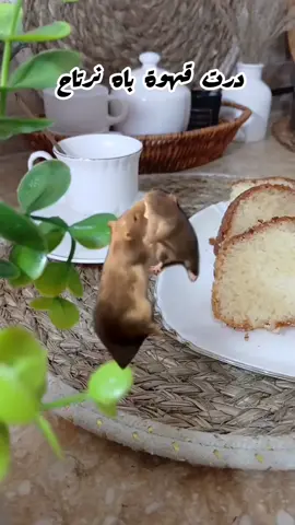 #ترند #ضحك #شعب_الصيني_ماله_حل😂😂 