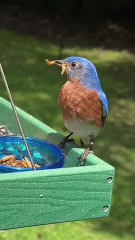 Mealworms squirming in Bluebirds beak. #bluebird #birdbirds #mealworms 