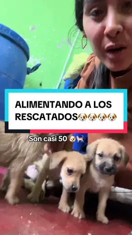 🙏Ayuda a nuestro albergue🐶🐈❤️‍🩹 DONA Y ESCRIBE🟣📲 915 006 956 #lima #perros #ayudaanimal #refugio #peru🇵🇪 #adoptanocompres #apoyo #rescuedog #albergue #rescateanimal #dona #ayudaanimales #animales #mascotas #antesydespues #villaelsalvador 