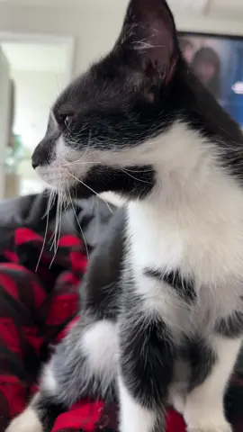 Sweet happy chirps from sweet boy #catsoftiktok #dawsonthecricket #purr #fyp #funnycat 