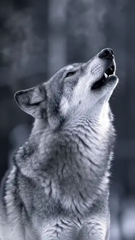 Live wallpaper 2025 [A black and white photograph of a wolf howling in cold weather. The wolf’s head is tilted back, its mouth open mid-howl, with visible breath rising in a cloud of misty vapor, curling into the air] #wolf #wallpaper #wallpapers #wallpaperlive #wallpaperlive4k #wallpaper4k 