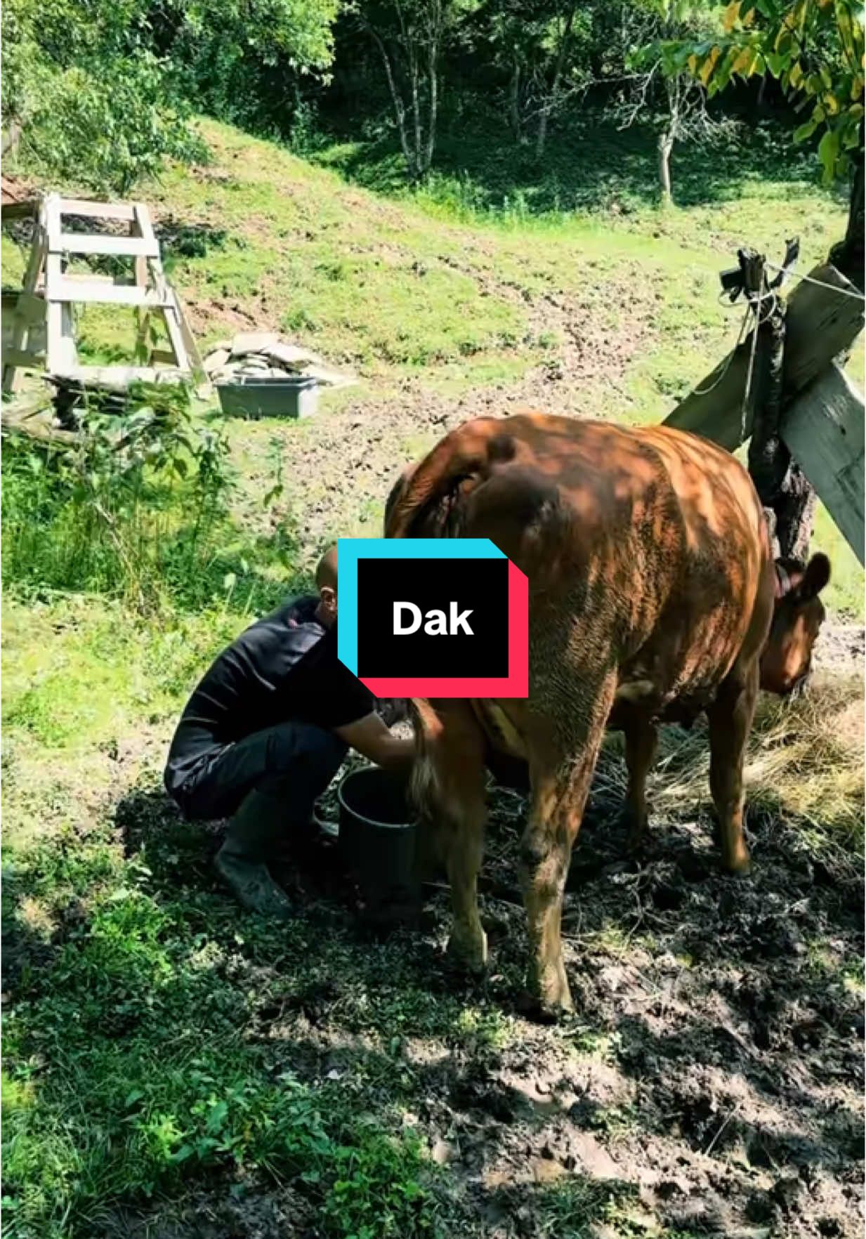 #amintire @gospodăria Dak👨‍🌾 