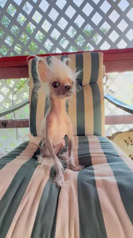 #mrpumpernickel #chinesecrested #hairlessdogs