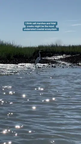 Justice for tidal creeks 🦪  (also they are blue carbon hotspots so protecting them is a climate solution) 💅  #oceanconservation 