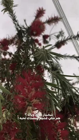 #عبارات 