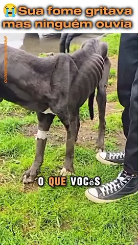 cão tombou de fome #AmorpelosAnimais #SauvarVidasAnimais #ResgatedeAnimais #fyp #CapCut 