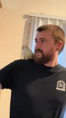 SASS. I’ve never seen another bird do this #birdsoftiktok #bird #greencheekconure #fyp 