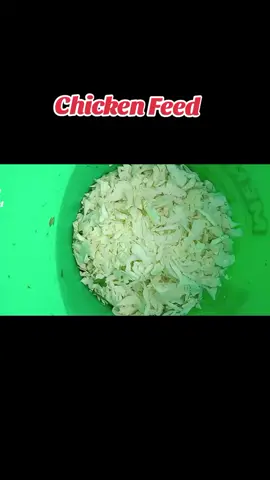 Homemade chicken feed .#chickens #homestead #homesteading #farmlife #backyardbarn #chickenhack #hotpeppers #backyardchickens #cabbage #watermelon #bufflochip #seo #fyp #foryoupage #viral #viraltiktok #tiktok #meatbirds #eggs #fresheggs #chickeneggs 