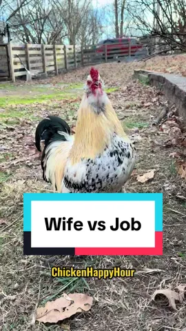 Wife vs Job #jokes #funnyanimals #husbandwife #chickens #rooster #chickensoftiktok #marriagehumor #worklife #chickenhappyhour     