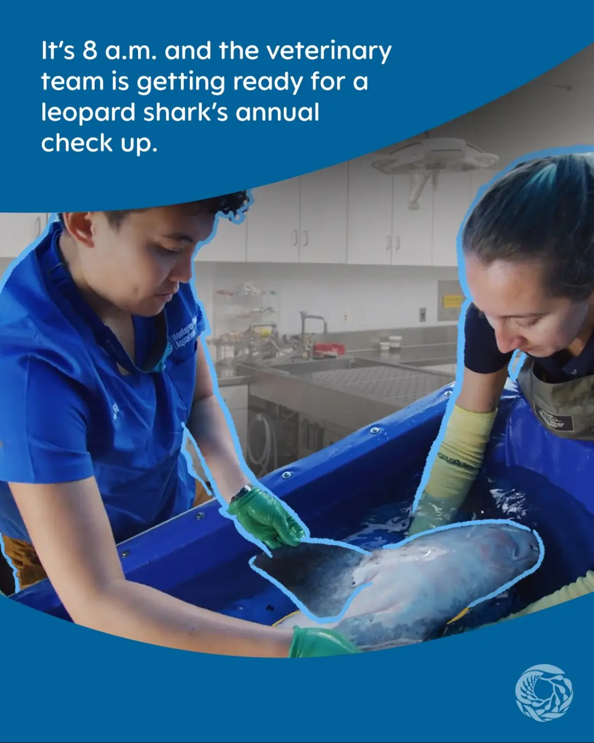 Today we shellebrate the fintastic humans behind the scenes who ensure the health and well-being of all the animals in our care. From leopard sharks to sea otters—and all in between—our veterinary staff provides expert, compassionate care every single day. Not only are they heroes for our aquatic residents, but they’re also training the next generation of vet professionals to keep this important work going for years to come. #montereybayaquarium #aquariumtok #veterinarian #veterinaryappreciationday #animals 