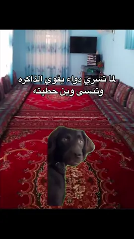 #ليبيا #درنه_بنغازي_البيضاء_طبرق_ليبيا #ريكاشن 