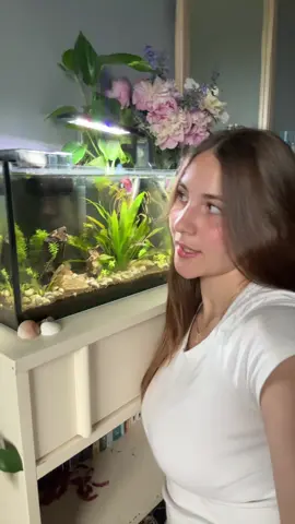 never lonely if i have lotus!! #fyp #fish #fishkeeping #tank #aquascape #betta #pinkfish #bettafish #bettatok 