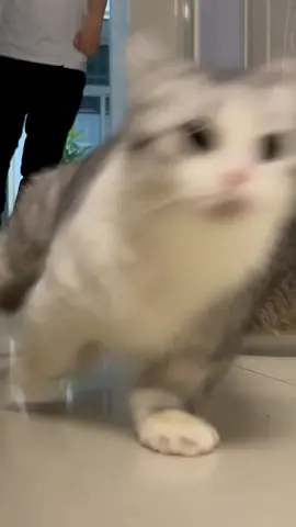 Run Run Run #pet #catsoftiktok #funny #funnyvideos #cute #cat #lovely #weekend 