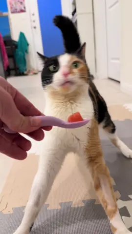 Shakey is trying to try watermelon 🍉🥄 #wobblycat #cerebellarhypoplasia #cat #catsoftiktok #asmr 