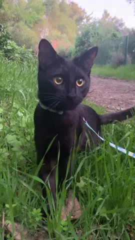 My precious, mini house Panther out in the wild 🥹 #BlackCat