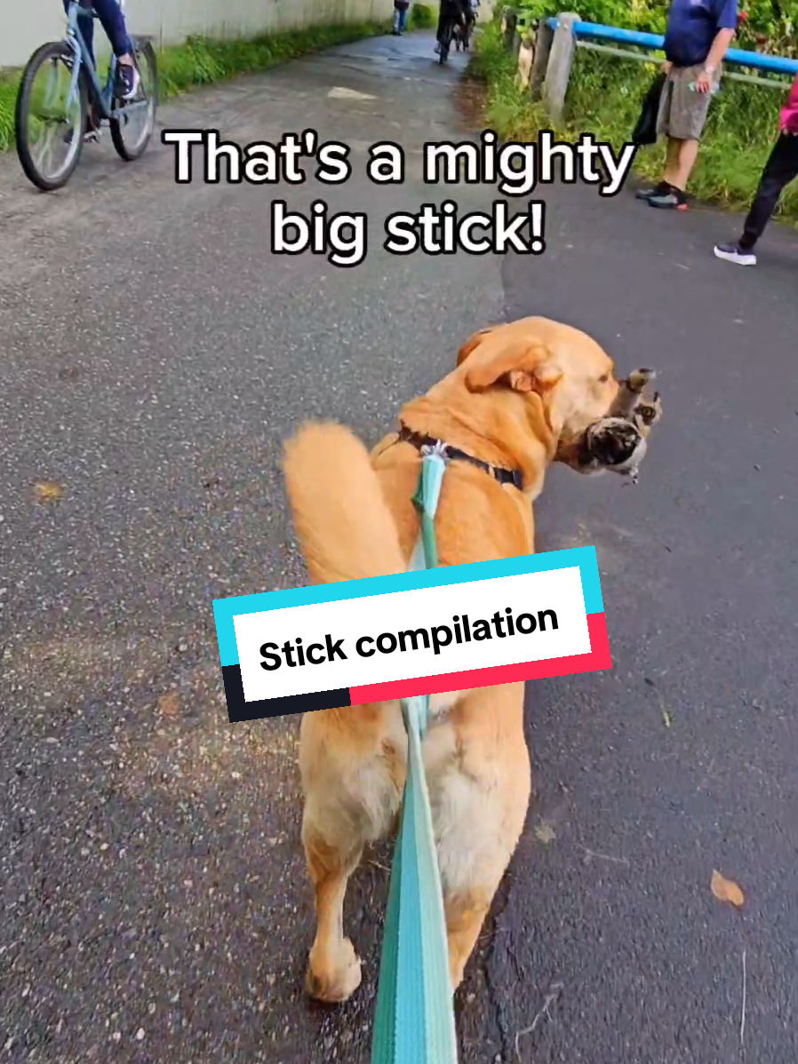 A compilation of all of our favorite hiking stick clips. Bryce always finds a stick to show all of his new trail friends.  #dog #fypviralシ #viral 