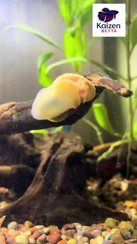 Conozcan al nuevo compañero de #Kayzen les presentamos #TurboPink el caracol manzana que ayuda a mantener el acuario de #KayzenBetta limpio.  #trabajando #trabajandoduro #caracol #caracolmanzana #betta #bettafish #bettatok #TellmeLuisManuel #Acuariofilia #bettasplendens #betta_lover #bettachile 