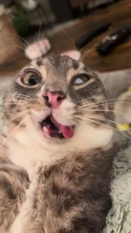 Surprisingly didn’t film rigbycat burga for this.. i’m sorry #fyp #catsoftiktok #catcontent #rigbycat #sillycat 