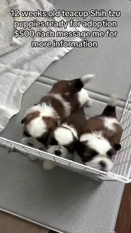 #fypシ゚ #shihtzu #puppylove #teacuppuppies #usa🇺🇸 #canada_life🇨🇦 #puppies #shihtzupuppy 