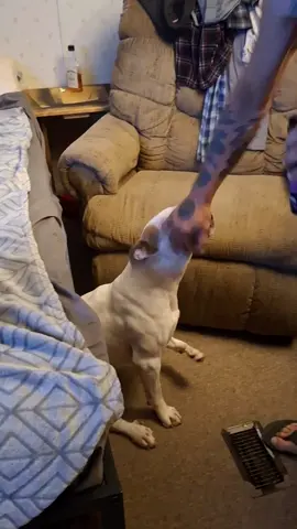 #pig #piglet #puppies #funny #WeDoRecover #fypシ゚viral #fyp #fypシ #adhdtiktok #puppies 