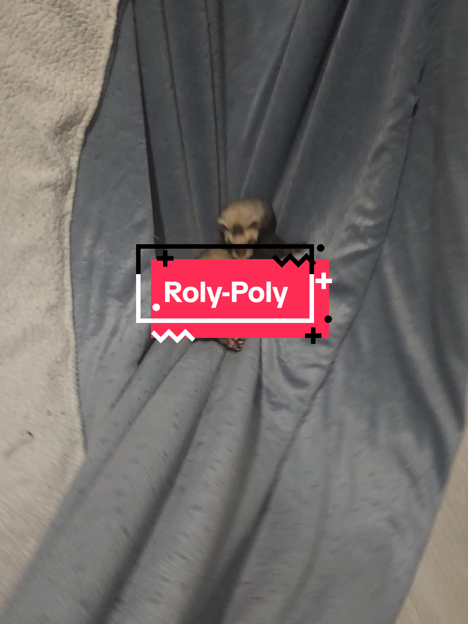 Fern just loves the Roly-poly game 🤣 #ferreteria #ferretsoftiktok #ferrets #ferret #ferrettoks #fyp #fypシ #fypシ゚viral 