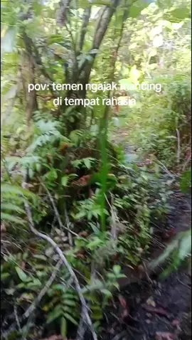 teman