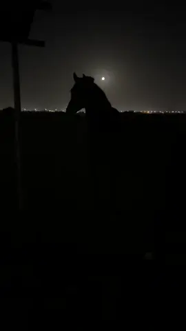 غالي وتسوى من غلاتك عيوني لا فرق الله بيّن روحي وروحك#الجديد🚸 #خيل_وخياله🐎 #دره 
