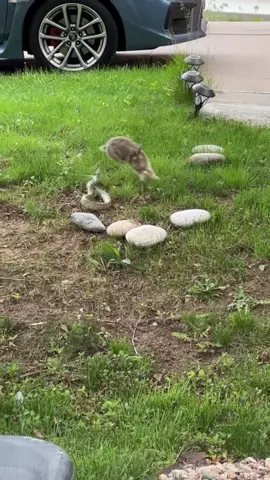 #duet with @woai041 #snake #Mena_Elrashidy #Rabbit #vs #Snake 