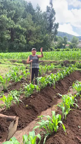 Trabajando en el campo con mi hermano #siembra #milpa #cultivo #maiz 
