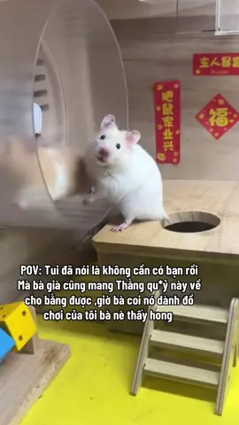 1 hồi lạnh nhất là lúc này luôn #xuhuong #pet #hamsters #hamster_team🐹 #hamster #thucung video lụm trên mạng 