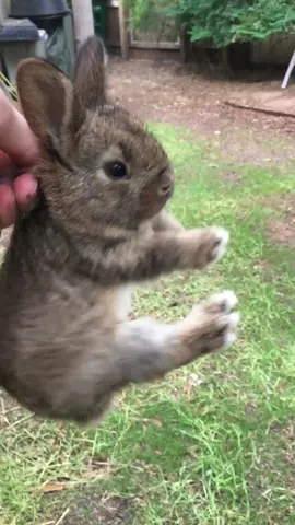 Rabbit scream #tiktok #foryou #cute #animals 