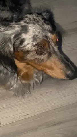 #fypage #bestlife #doxielove #fyp 